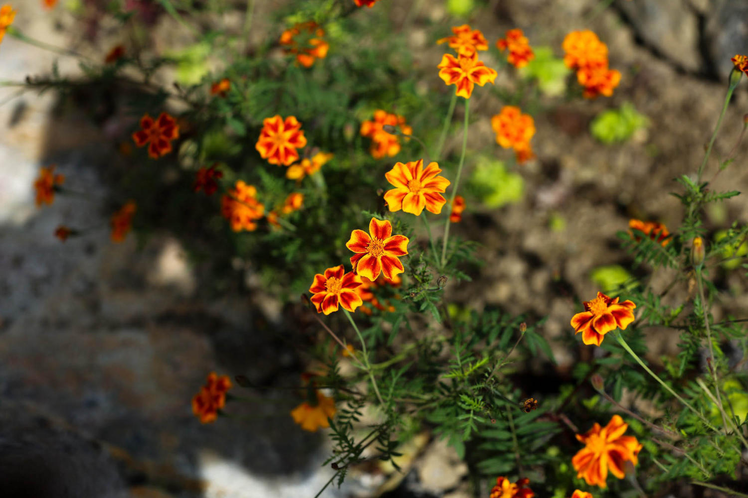 festivals-in-ha-giang